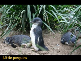Little penguins 