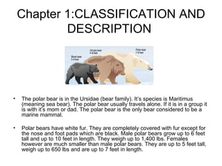 Chapter 1:CLASSIFICATION AND DESCRIPTION  The polar bear is in the Ursidae (bear family). It’s species is Maritimus (meaning sea bear). The polar bear usually travels alone. If it is in a group it is with it’s mom or dad. The polar bear is the only bear considered to be a marine mammal. Polar bears have white fur. They are completely covered with fur except for the nose and foot pads which are black. Male polar bears grow up to 6 feet tall and up to 10 feet in length. They weigh up to 1,400 lbs. Females however are much smaller than male polar bears. They are up to 5 feet tall, weigh up to 650 lbs and are up to 7 feet in length. 