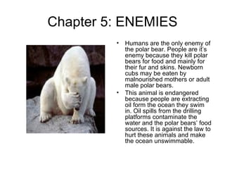 Chapter 5: ENEMIES Humans are the only enemy of the polar bear. People are it’s enemy because they kill polar bears for food and mainly for their fur and skins. Newborn cubs may be eaten by malnourished mothers or adult male polar bears. This animal is endangered because people are extracting oil form the ocean they swim in. Oil spills from the drilling platforms contaminate the water and the polar bears’ food sources. It is against the law to hurt these animals and make the ocean unswimmable. 