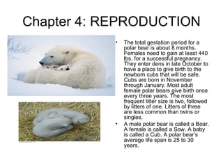 Chapter 4: REPRODUCTION The total gestation period for a polar bear is about 8 months. Females need to gain at least 440 lbs. for a successful pregnancy. They enter dens in late October to have a place to give birth to the newborn cubs that will be safe. Cubs are born in November through January. Most adult female polar bears give birth once every three years. The most frequent litter size is two, followed by litters of one. Litters of three are less common than twins or singles. A male polar bear is called a Boar. A female is called a Sow. A baby is called a Cub. A polar bear’s average life span is 25 to 30 years. 