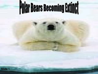 Polar Bears Becoming Extinct Slide 1 