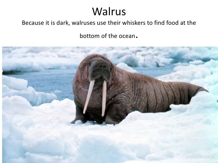 polar animals powerpoint
