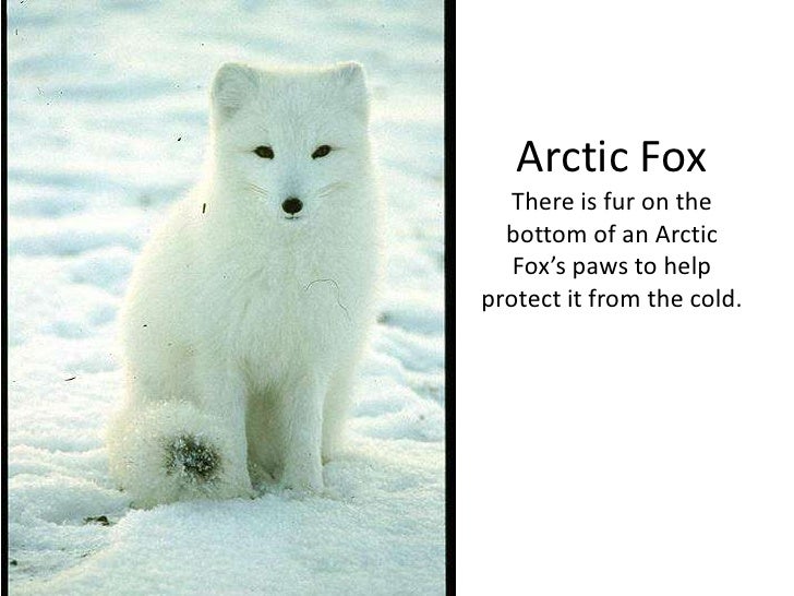 polar animals powerpoint