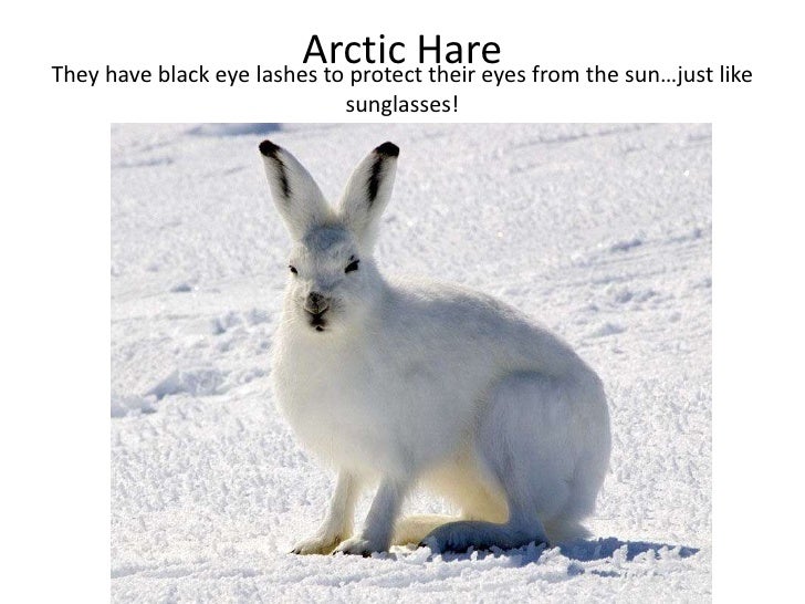 Polar animals powerpoint