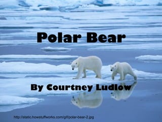 Polar Bear By Courtney Ludlow http://static.howstuffworks.com/gif/polar-bear-2.jpg 