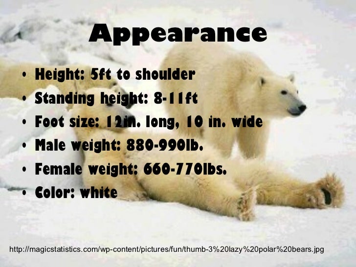 Polar bear Courtney Ludlow 6 period