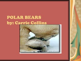 POLAR BEARS
by: Carrie Collins
 