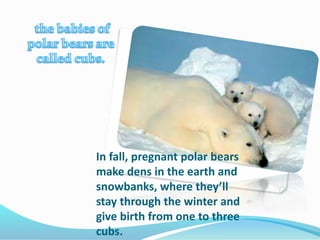 In fall, pregnant polar bears
make dens in the earth and
snowbanks, where they’ll
stay through the winter and
give birth from one to three
cubs.