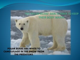 POLAR BEARS ARE WHITE TO
CAMOUFLAGE IN THE SNOW FROM
THE PREDATORS.