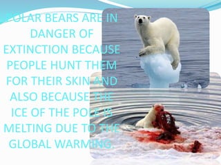 POLAR BEARS ARE IN
DANGER OF
EXTINCTION BECAUSE
PEOPLE HUNT THEM
FOR THEIR SKIN AND
ALSO BECAUSE THE
ICE OF THE POLE IS
MELTING DUE TO THE
GLOBAL WARMING.