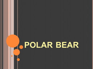 POLAR BEAR
 