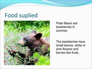 Polar bear adaptations | PPT