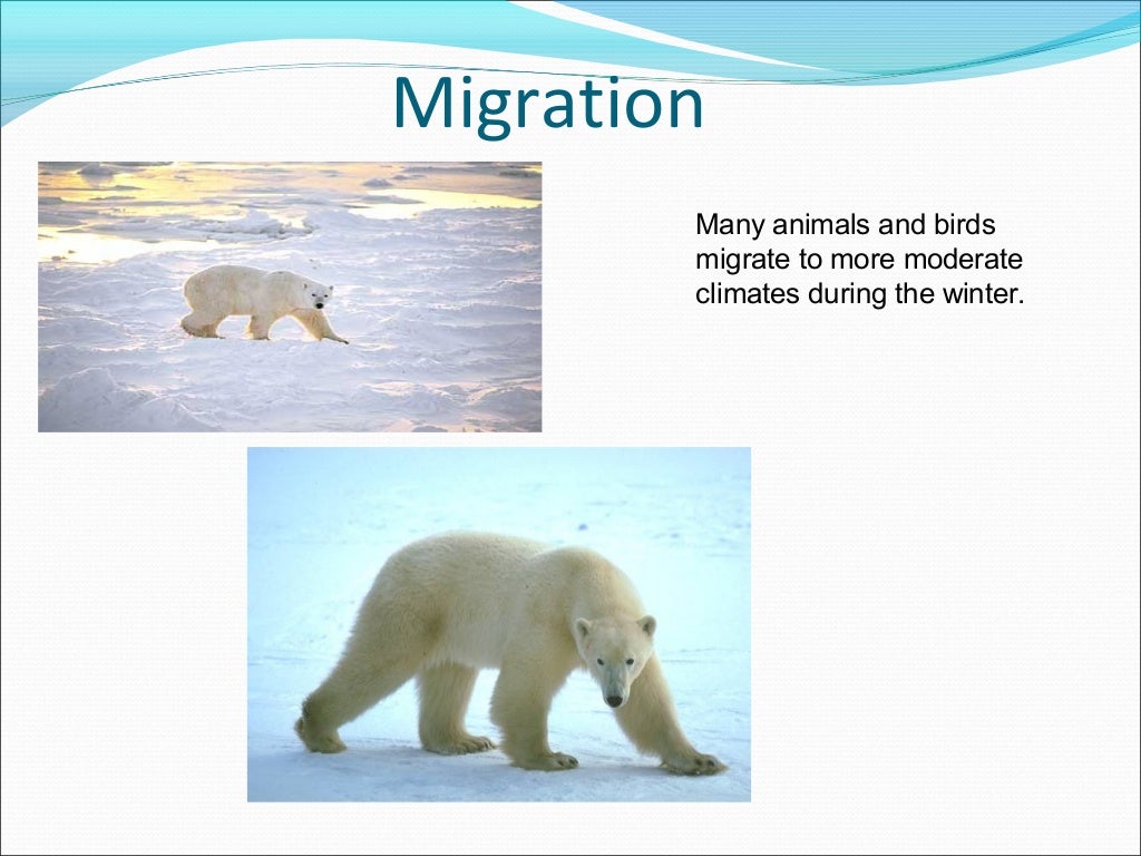 Polar bear adaptations