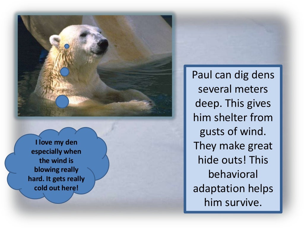 Polar bear adaptations