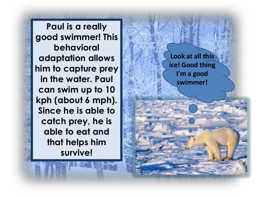 Polar bear adaptations