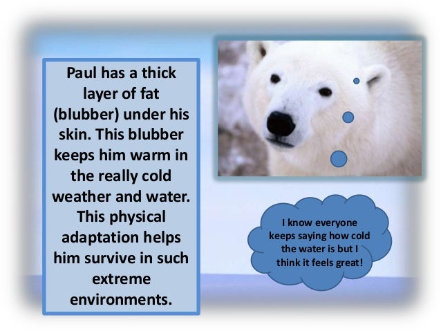 Polar bear adaptations