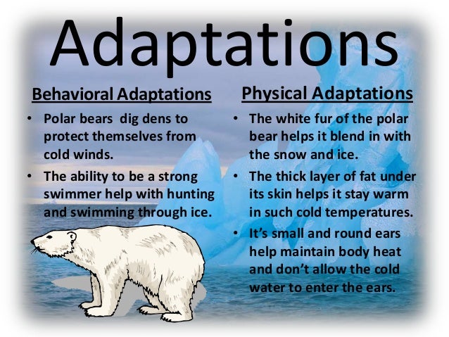 Information About Polar Bears Information About Polar Bears