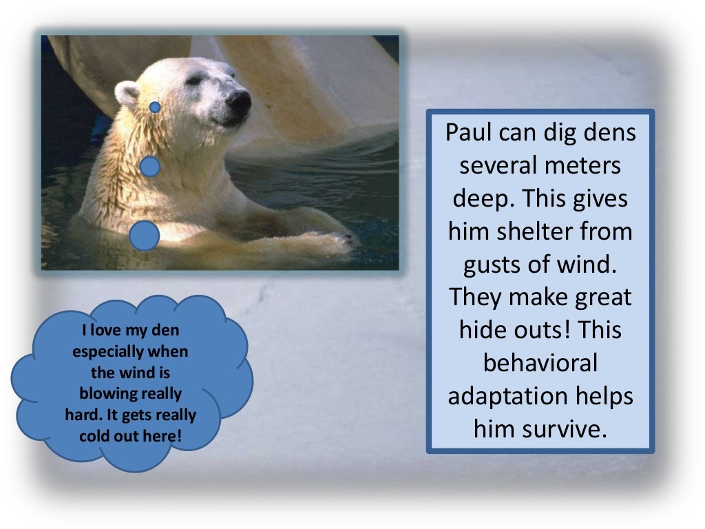 Polar bear adaptations