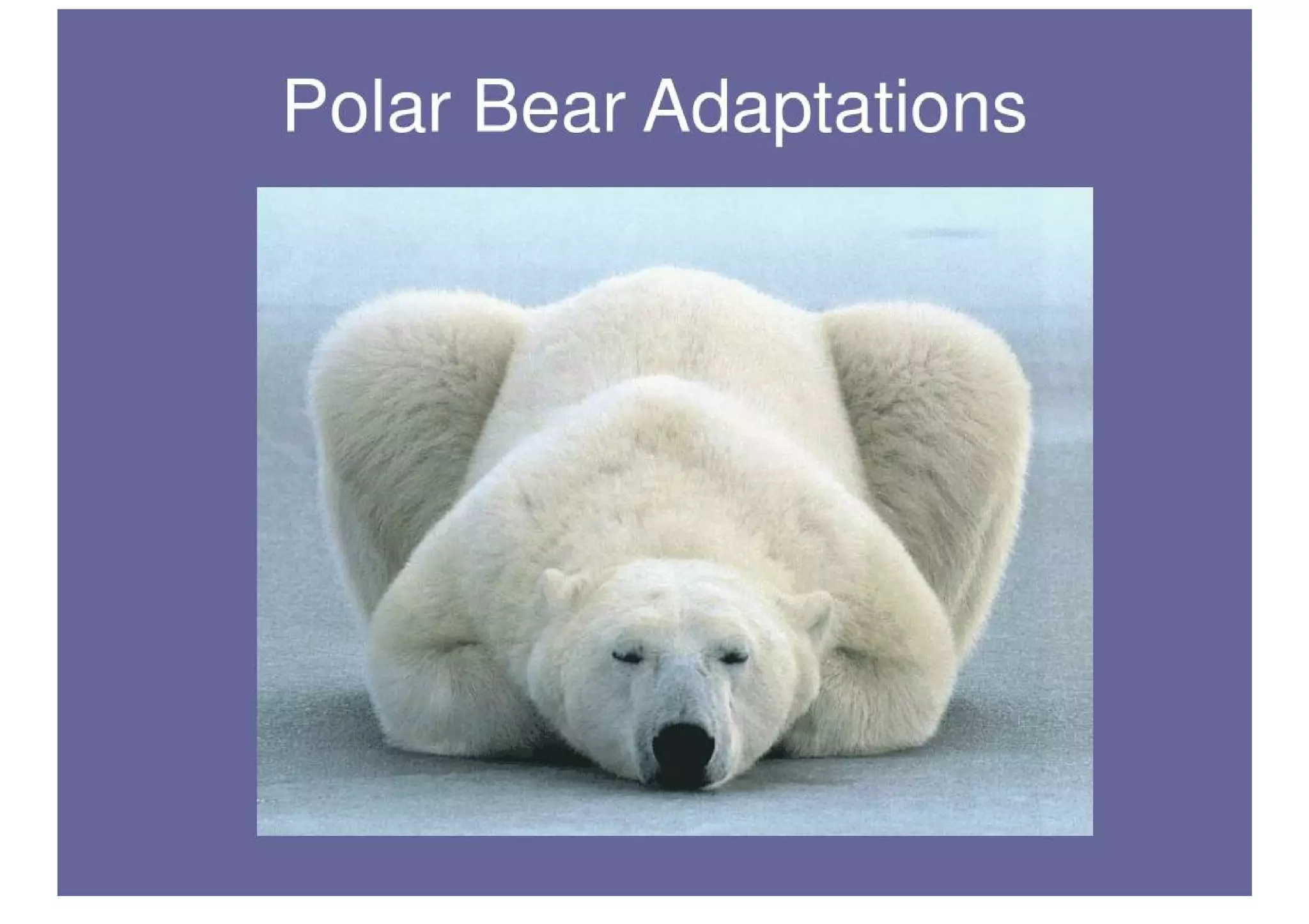 Polar Bear Adaptations PDF
