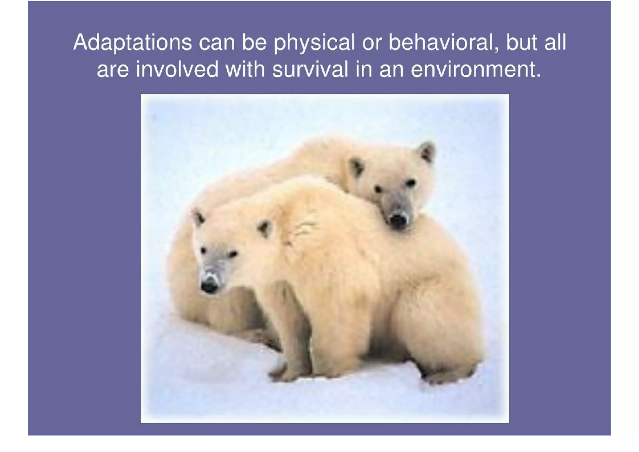 Polar Bear Adaptations PDF