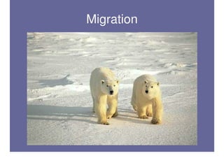 Polar Bear Adaptations