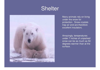 Polar Bear Adaptations