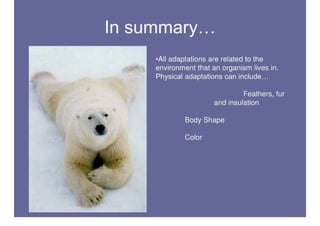 Polar Bear Adaptations