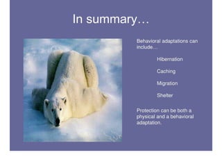 Polar Bear Adaptations