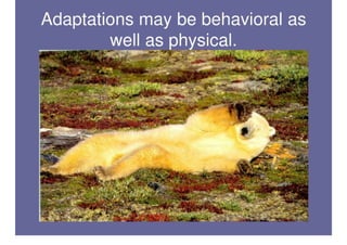 Polar Bear Adaptations