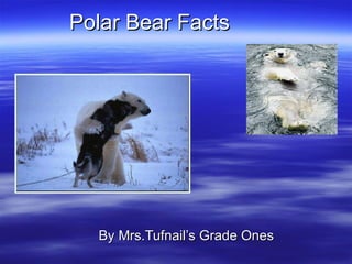 Polar Bear Facts  By Mrs.Tufnail’s Grade Ones 