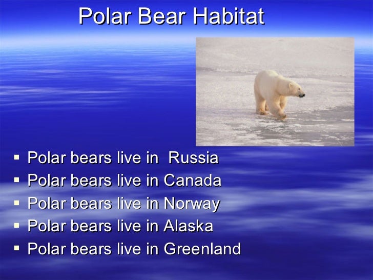 What are some facts about polar bears?