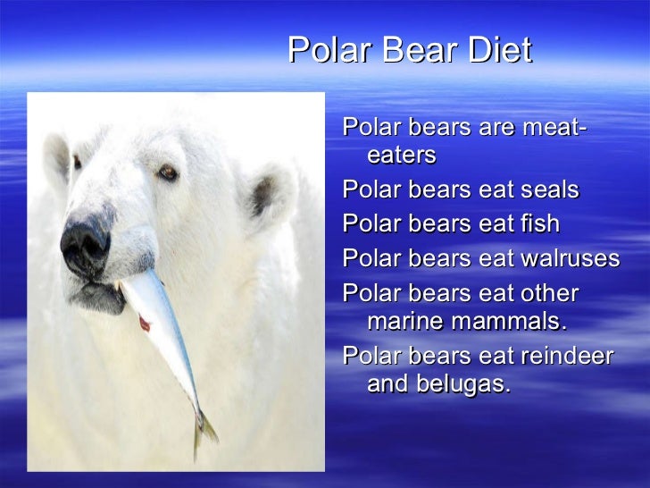 3 Polar Bears Diet