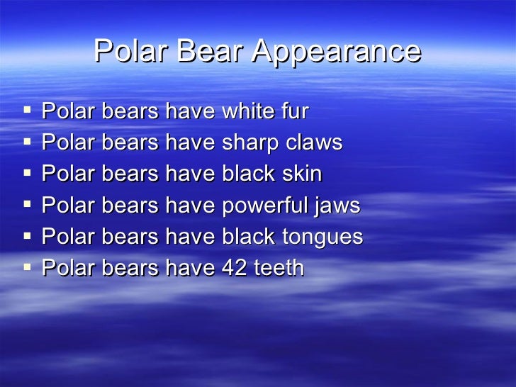 Polar bear facts