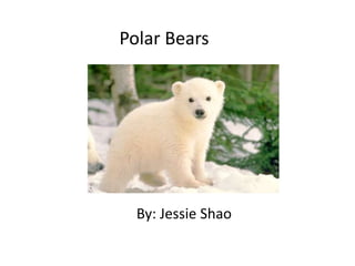 By: Jessie Shao
Polar Bears
 