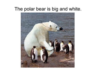 The polar bear is big and white. 