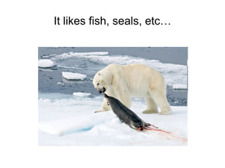 It likes fish, seals, etc… 