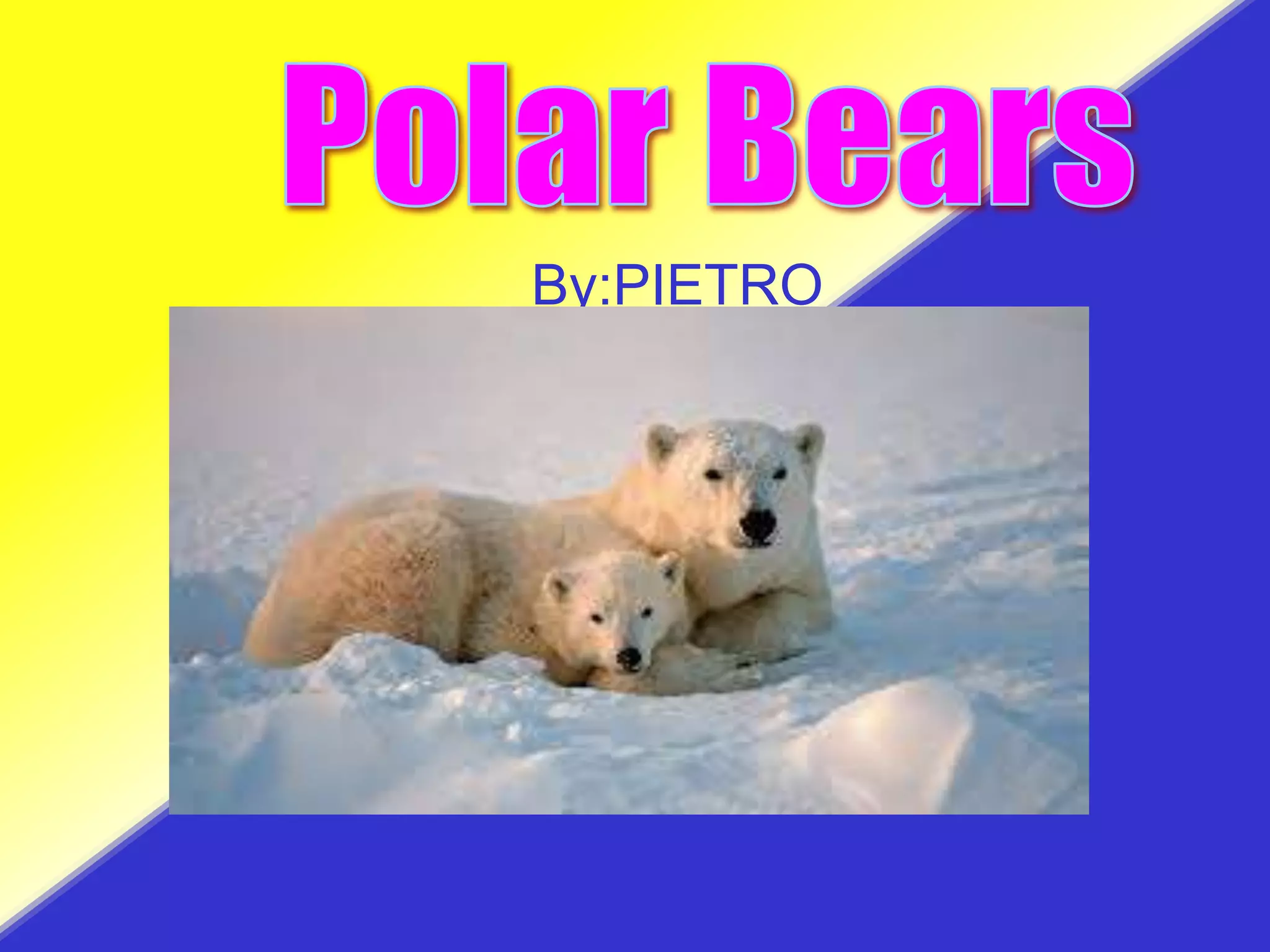 Polar bear by Pietro | PPT