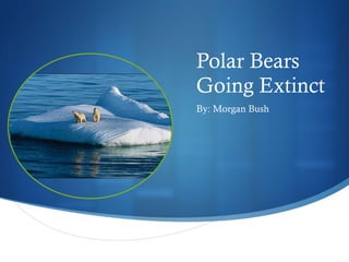 Polar Bears Going Extinct ,[object Object]