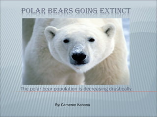 The polar bear population is decreasing drastically. By: Cameron Kahanu 
