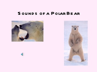 Sounds of a Polar Bear 