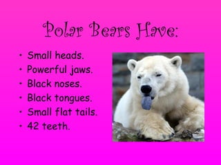 Polar bear ppt | PPT