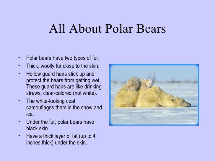Polar Bear Ppt Polar Bear Ppt