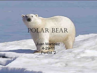 Polar bear Juan Martinez 4-29-11 Period ‘2