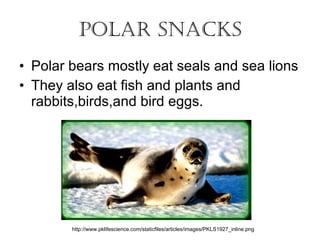 Polar Snacks Polar bears mostly eat seals and sea lions They also eat fish and plants and rabbits,birds,and bird eggs. http://www.pklifescience.com/staticfiles/articles/images/PKLS1927_inline.png