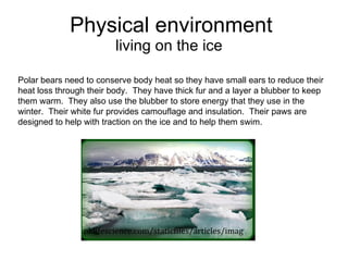 Physical environment living on the ice .pklifescience.com/staticfiles/articles/imag Polar bears need to conserve body heat so they have small ears to reduce their heat loss through their body. They have thick fur and a layer a blubber to keep them warm. They also use the blubber to store energy that they use in the winter. Their white fur provides camouflage and insulation. Their paws are designed to help with traction on the ice and to help them swim.