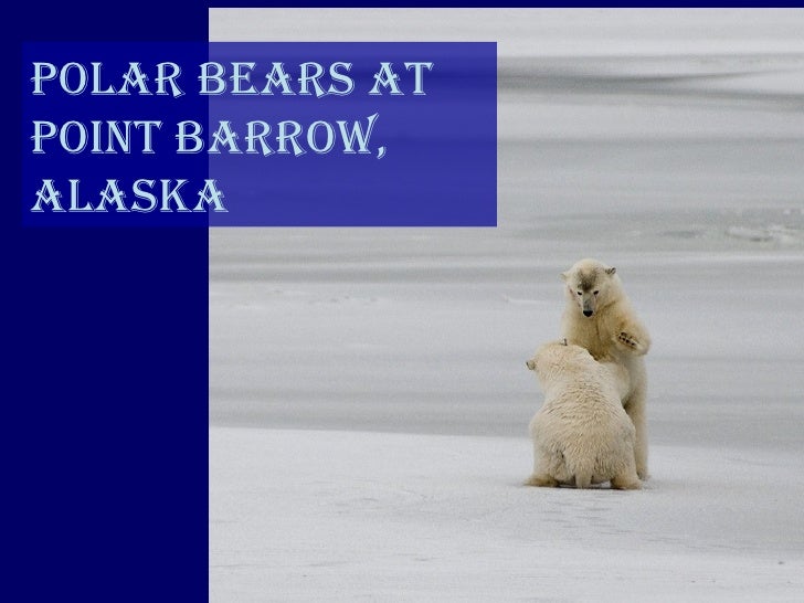 Polar bears in Barrow, Ak