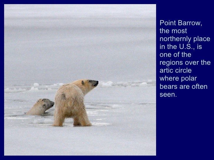 Polar bears in Barrow, Ak