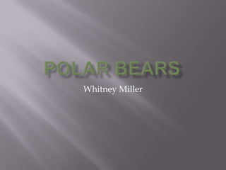 Polar Bears                                                                      Whitney Miller 