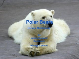 Polar Bears (Ursus Maritimus)   By: Jackie Burggraf  Buchmann  Biology 0 period   