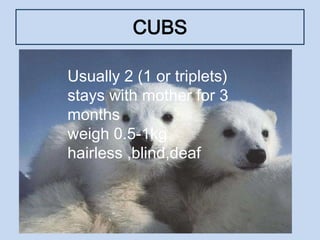 CUBS
Usually 2 (1 or triplets)
stays with mother for 3 months
weigh 0.5-1kg
hairless ,blind,deaf
Usually 2 (1 or triplets)
stays with mother for 3
months
weigh 0.5-1kg
hairless ,blind,deaf
 
